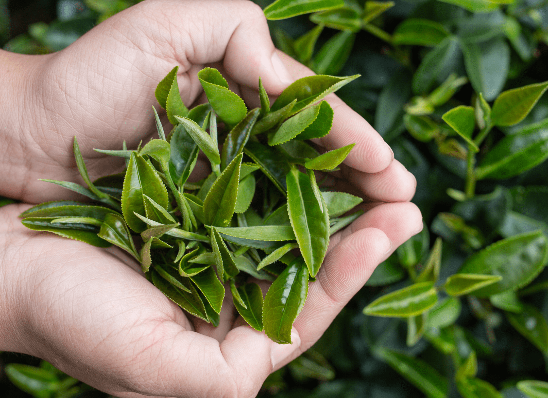 ingredient background